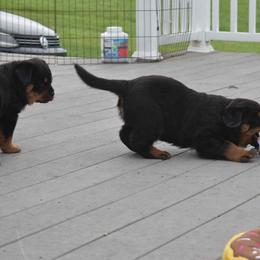 Rottweiler Puppies from Sharp Ridge Rottweilers