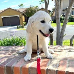 Kodi - Light golden male Golden Retriever puppy in Tollhouse, California from Sierra View English Creams
