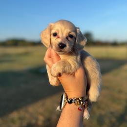 Georgia - Cream female Dachshund puppy in Durant, Oklahoma from Big Creek Mini Dachshund