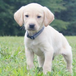 Mr. Grey Collar - Yellow Male - Yellow male Labrador Retriever puppy in Johnston, South Carolina from Dry Pond Retrievers, LLC