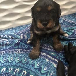 Purple Mini - Phantom female Goldendoodle puppy in Millville, New Jersey from Michelle's Doodles