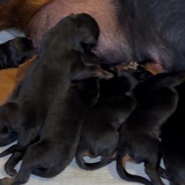 Girl 2 - Black and rust female Rottweiler puppy in Grand Rapids, Michigan from Rott-Squad Kennels