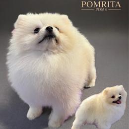 Willy - Pomeranian