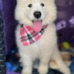 Samoyed Puppies from Morning Star Samoyeds