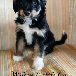 December - Black tri-color female Aussiedoodle puppy in Lancaster, Minnesota from Wilson Cattle Co.