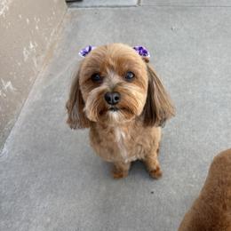 Lady - Maltipoo