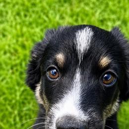Orion - Black tri male Miniature Australian Shepherd puppy in Macomb, Missouri from Show Me MO Aussies