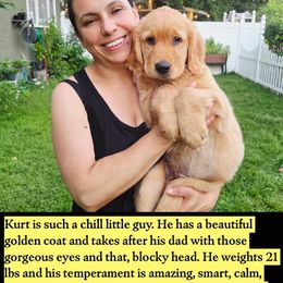 Golden Retriever Puppies from City Goldens