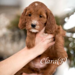 Clara - Red  female Goldendoodle puppy in Acton, Maine from Silver Pines Pups