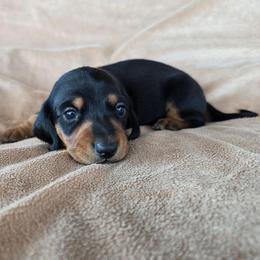 Ruby - Black and tan female Dachshund puppy in Signal Mountain, Tennessee from Hot Diggity Doxens