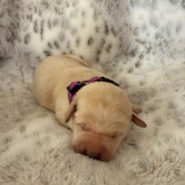 Purple collar - Yellow female Labrador Retriever puppy in Tekonsha, Michigan from Asher Acres Labs