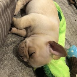 French Bulldog Puppies from Roughneck Frenchies