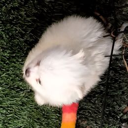 Georgie - Cream male Pomeranian puppy in San Diego, California from Socalpoms