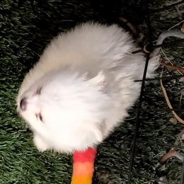 Georgie - Cream male Pomeranian puppy in San Diego, California from Socalpoms