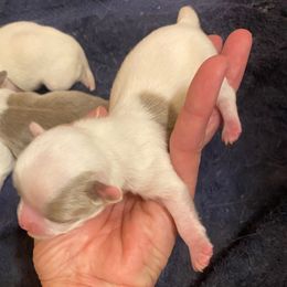 Boy A - Fawn and white male Chihuahua puppy in Chino Valley, Arizona from Lane’s Little Longhairs