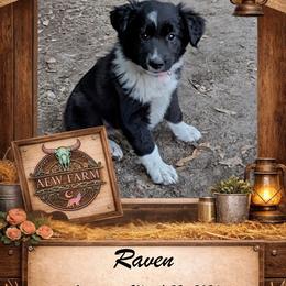 Raven - Black & white female Australian Shepherd puppy in Citra, Florida from AEW Farm