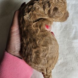 Girl 2- Holly - Red female Cavapoo puppy in London, Kentucky from Blue Meadow Puppies