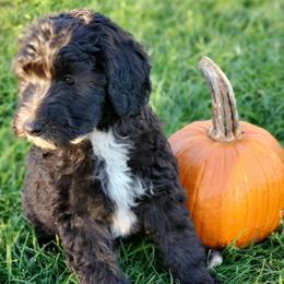 Peaches - Black female Sheepadoodle puppy in Bellevue, Iowa from Fluffy Wonders Poms and Doodles