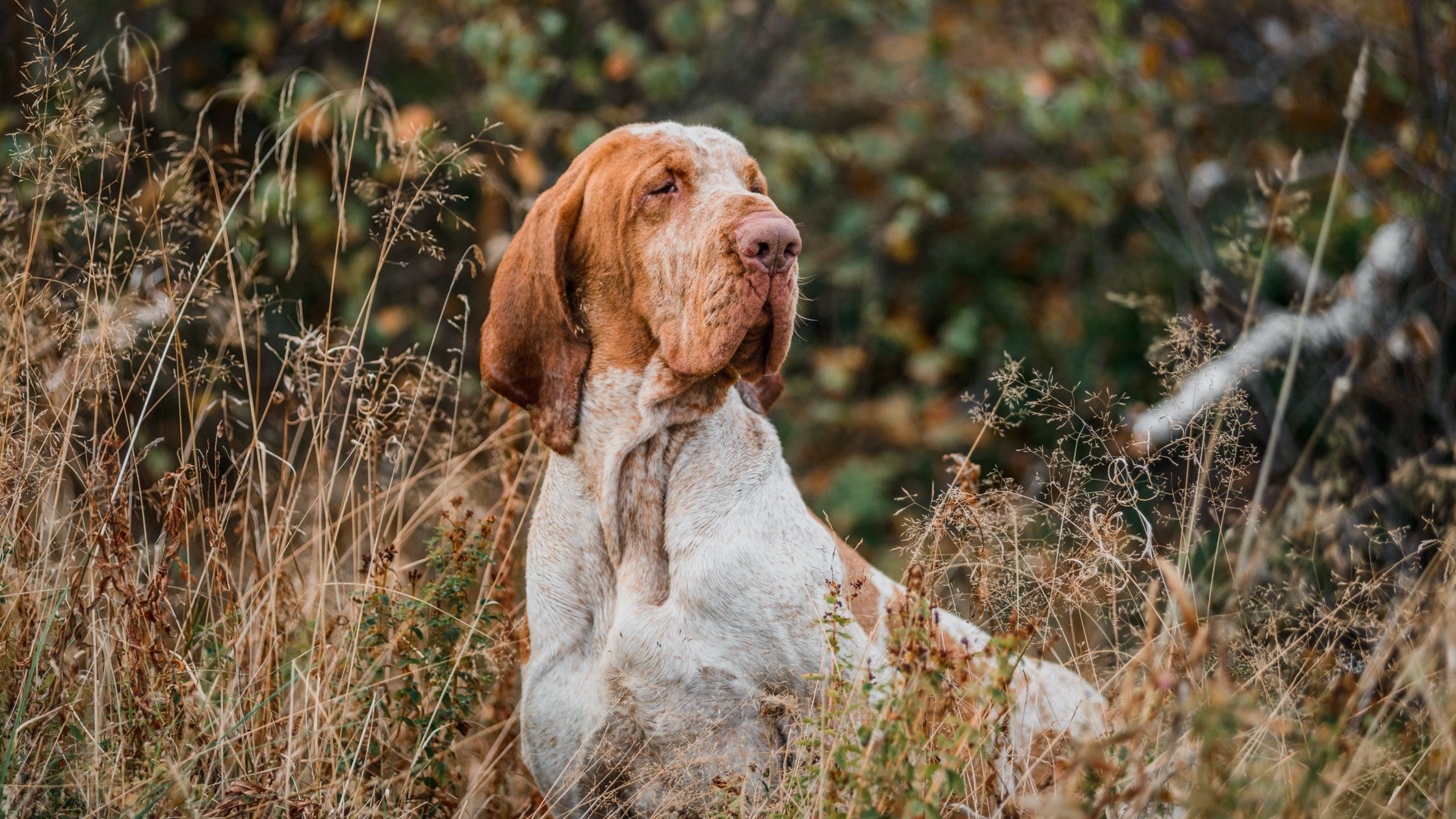 Bracco italiano for store sale near me