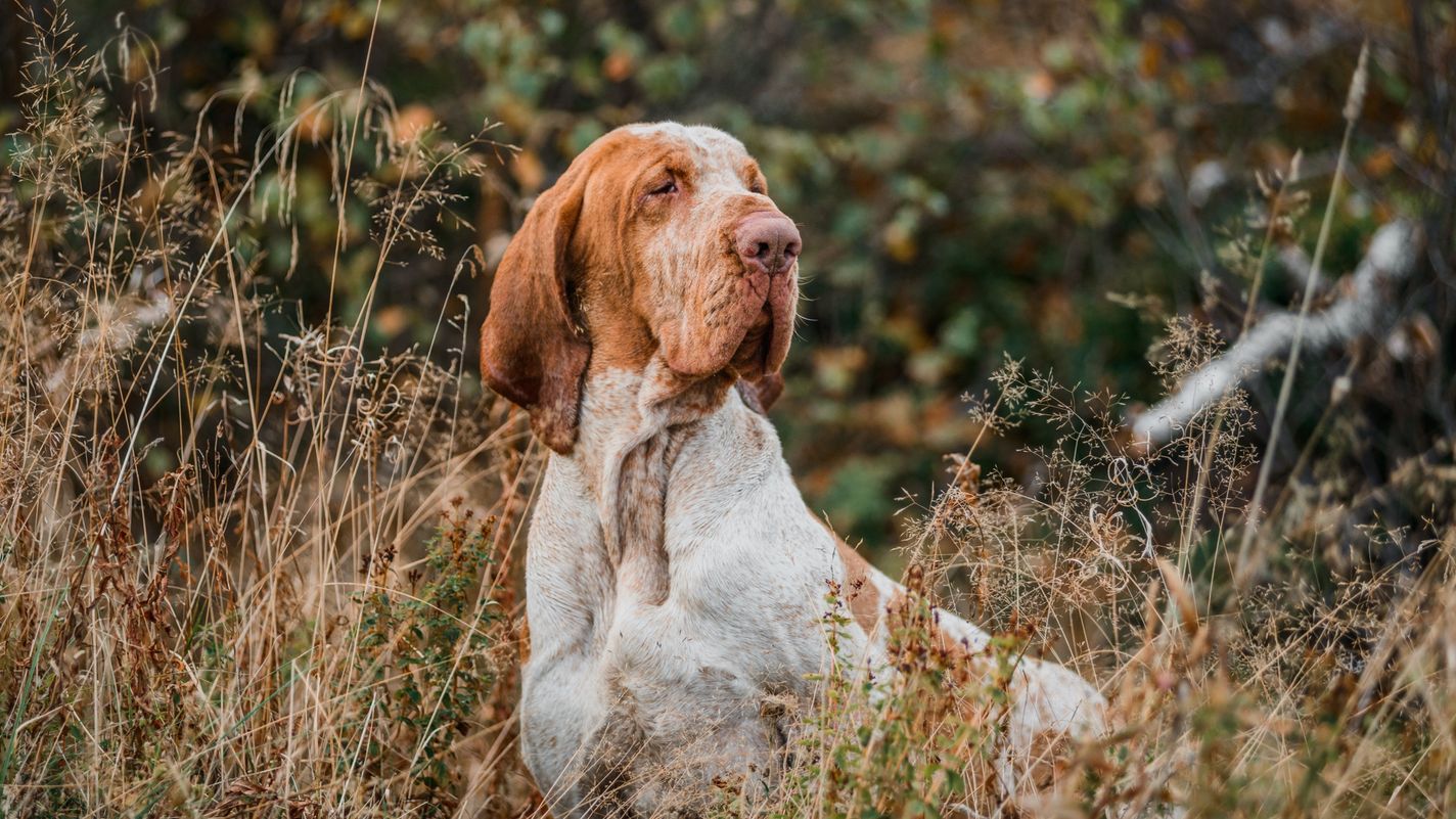 Bracco Italiano