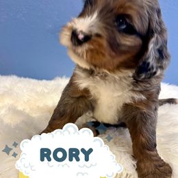 Rory - Merle male Bernedoodle puppy in Waco, Texas from Doodles of Your Dreams (formerly Texana Doodles)