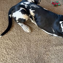 Dachshunds and Great Danes from KIAYA BUTLER