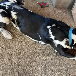 Dachshunds and Great Danes from KIAYA BUTLER