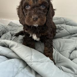 Chase - Brown white and tan male Cockapoo puppy in Egg Harbor City, New Jersey from Grace Given Cockapoos (GGC)