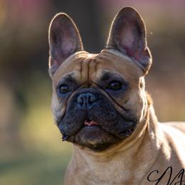 French Bulldogs from Whiskey Run French Bulldogs