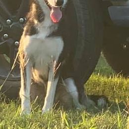 Siberian Huskies from Joseline's Huskies