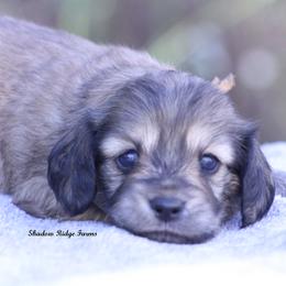 Whisper - Cream female Dachshund puppy in Murray, Kentucky from Shadow Ridge Farms