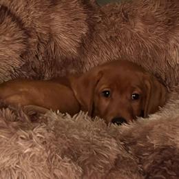 Dancer-White Female - Yellow female Labrador Retriever puppy in Twin Falls, Idaho from Whispering White Pines Labradors