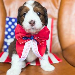 Lemonade - Sable female Bernedoodle puppy in New Harmony, Indiana from Cottonwood Farms