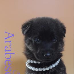 Arabesque - Black and cream female German Shepherd puppy in De Land, Florida from 3B’s Animal Artistry