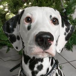 Dalmatians from The Spot House
