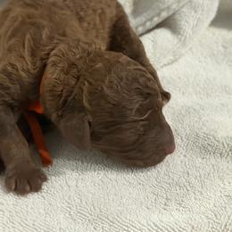 Chestnut (Orange) - Brown male Poodle puppy in Troy, Alabama from Redmond Rose Kennel