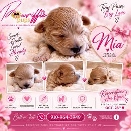 Mia - Cream female Maltipoo puppy in Spring Lake, North Carolina from Pawriffic Pups