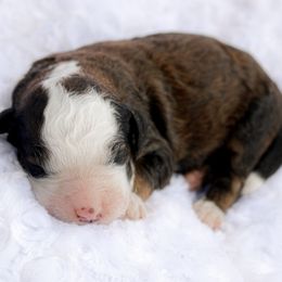 Varsity - Sable female Bernedoodle puppy in Crete, Nebraska from Doodles & Co