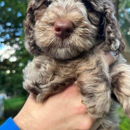 Australian Labradoodle Puppies from Aurora Australian Labradoodles