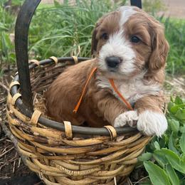 Orange boy - Red  male Goldendoodle puppy in Denison, Iowa from Violet View Iowa Goldendoodles