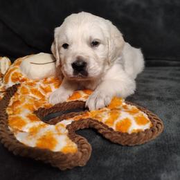 Archer - Light golden male Golden Retriever puppy in Seymour, Missouri from High Road Golden Retrievers