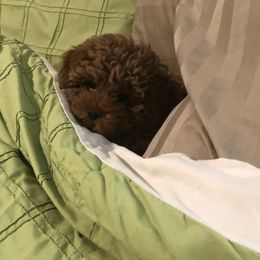 Maltipoo Puppies from Ollie-Pop Paws Breeding