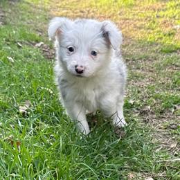 Phoenix - Blue merle female Border Collie puppy in Mckinney, Texas from Border Collies of Ruidoso