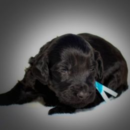 Labradoodle Puppies from Big River Doodles