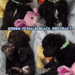 Poodle Puppies from Majestic Royalty Poodles
