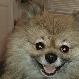 Lola - Pomeranian