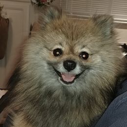 Lola - Pomeranian