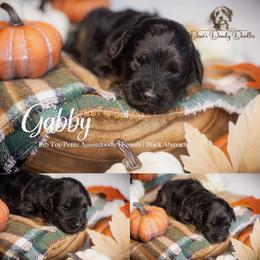 Gabby - Black phantom female Aussiedoodle puppy in Roebuck, South Carolina from Dani's Dandy Doodles