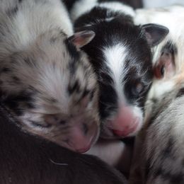 Australian Shepherd Puppies from Everly Australian Shepherds