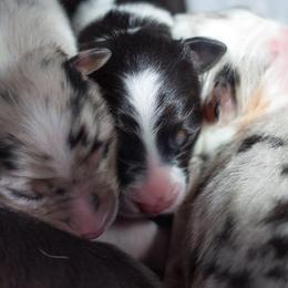 Australian Shepherd Puppies from Everly Australian Shepherds